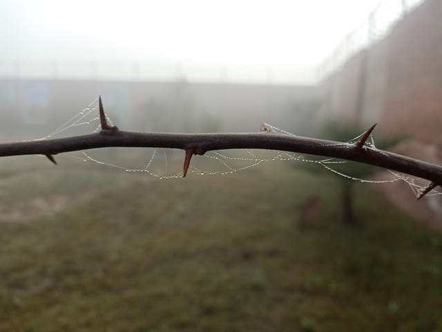 A stem with dewdrops and spider webs 