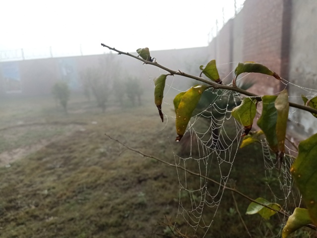 Dewdrops on a spider web during a foggy morning 