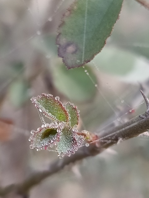 Rose plant leaf with beads of dewdrops 