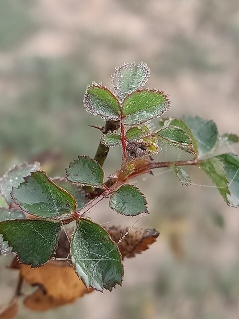 Winter and rose plant 