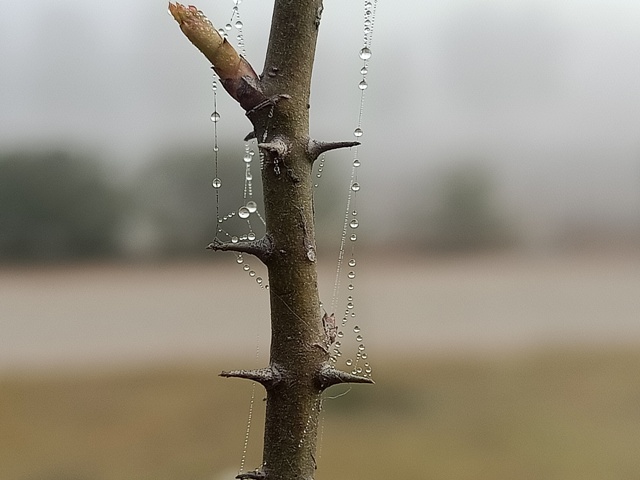 Tiny dewdrops on a stem 