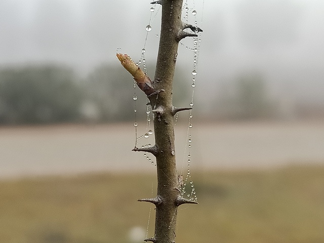 Rose plant stem with spider webs and dewdrops 