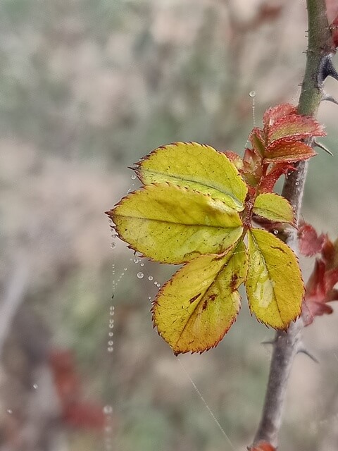 Yellow rose plant leaves 