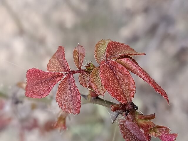 Rose plant leaves with dewdrops in the morning 