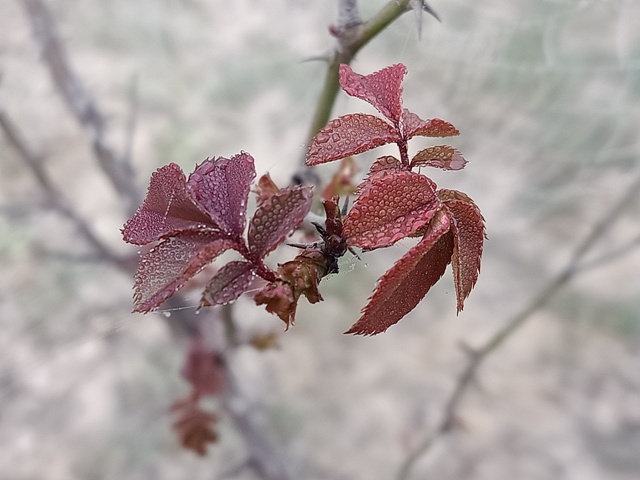 Red leaves of a rose plant 