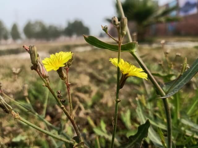 Flower bloom of a dandelion plant 