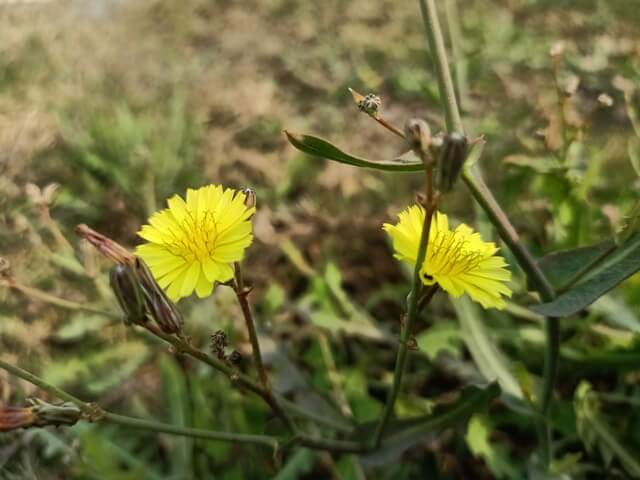 Dandelion plant 