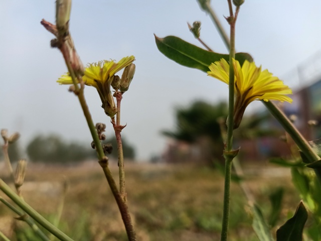 Posterior view of dandelion flowers 