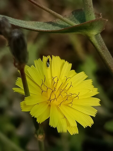 Beautiful petals of dandelion flower 