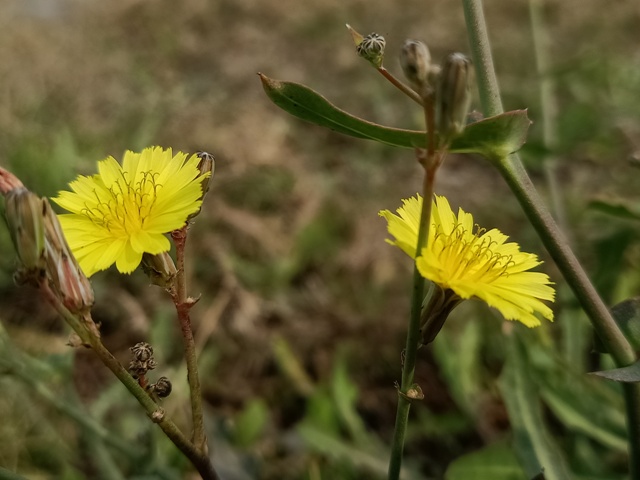 Yellow dandelion beauty 