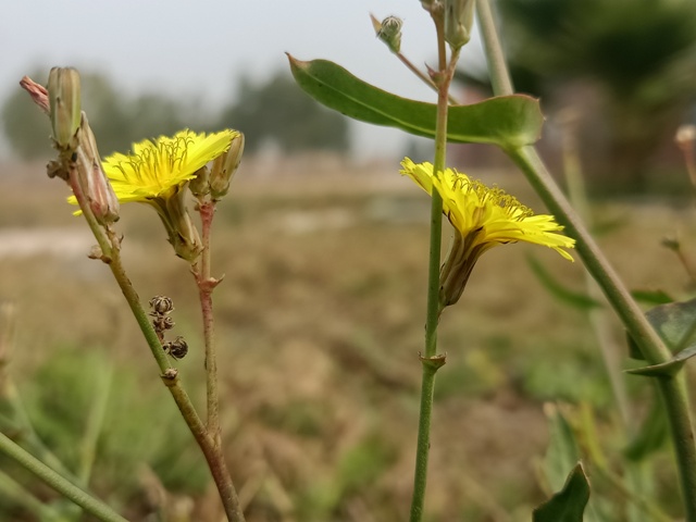 Wild plants flowers 