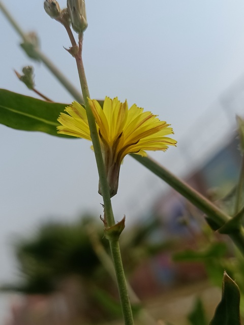 Posterior view of dandelion flower