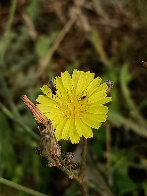 Dandelion flower pollination 