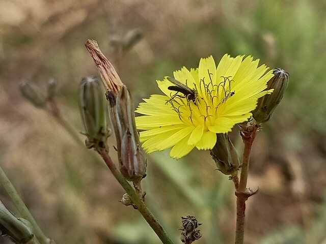 Spring dandelion flower 