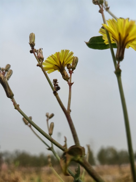 Dandelion buds 