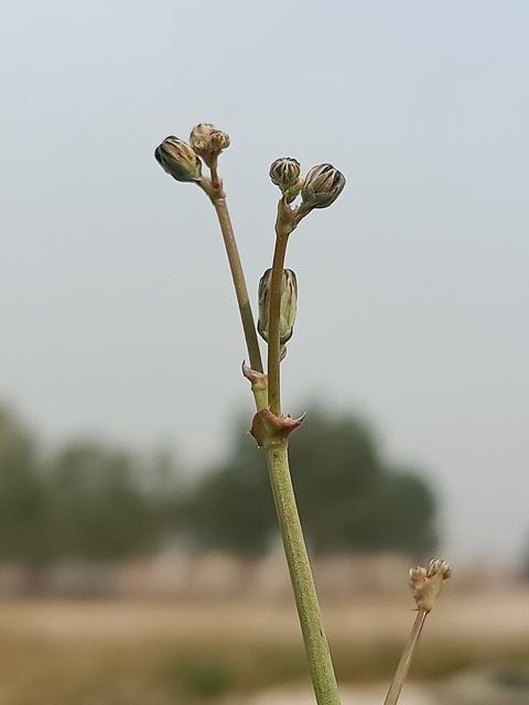 Dandelion stem with buds 