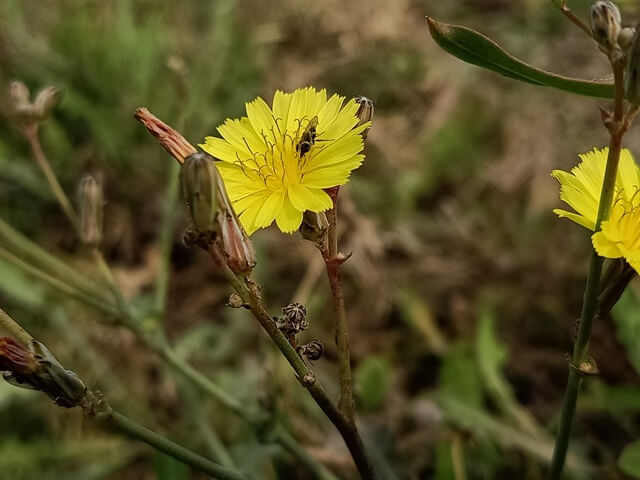 Beautiful dandelion flower