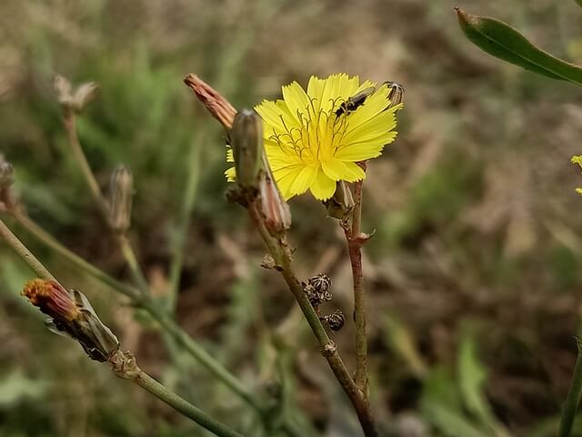 Dandelion plant with a fly 