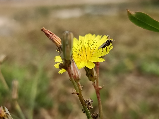 Pollination of dandelion flower 