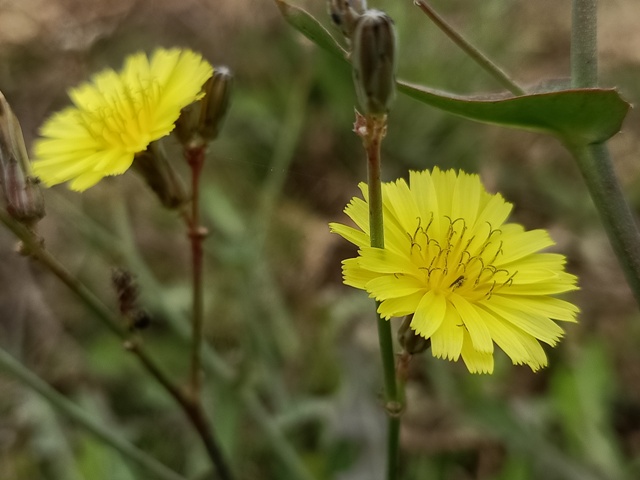 Dandelion plant bloom 