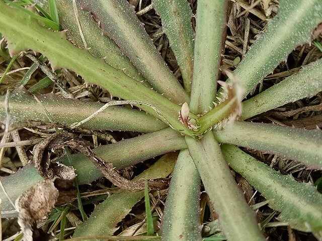 Wild plant leaves 