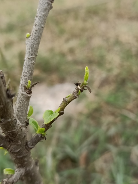 Sprouting of new leaves 