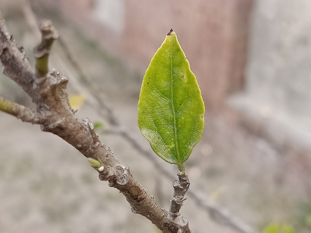 Tiny new leaf on a plant 