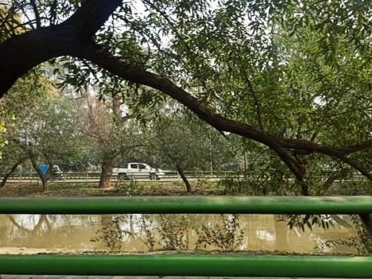 Tree and a canal 