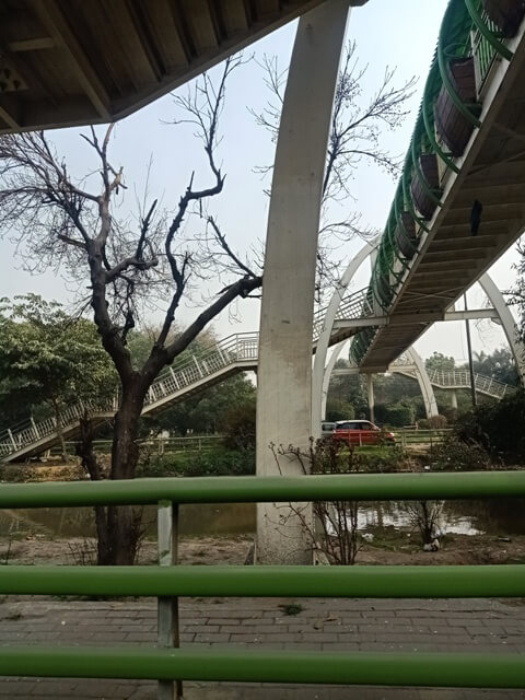 Tree near a overfly bridge 