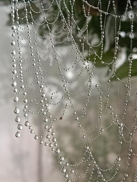 Breathtaking beads of dewdrops on a spider web 