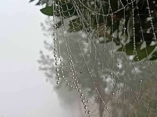 Spider web and dewdrops during foggy morning 