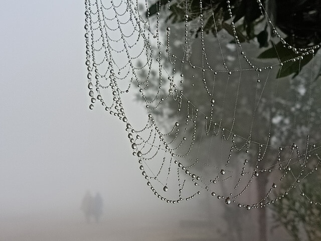 Foggy morning walk with dewdrops on a spider web 