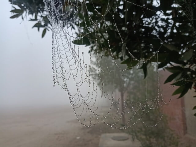 Beads of dew on a spider web in a foggy morning 