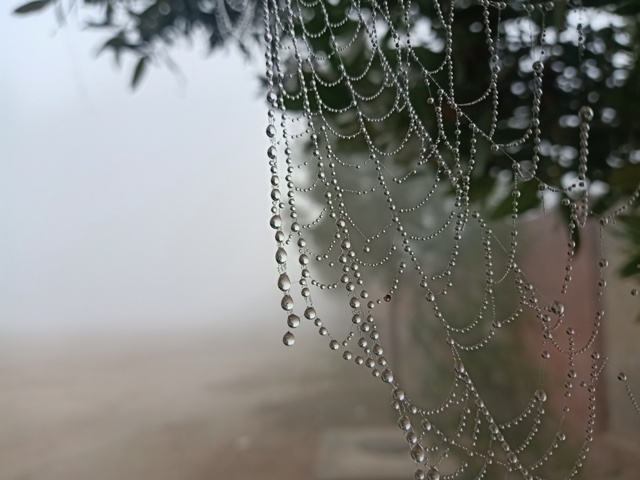 Strings of spider web with attractive dewdrops 