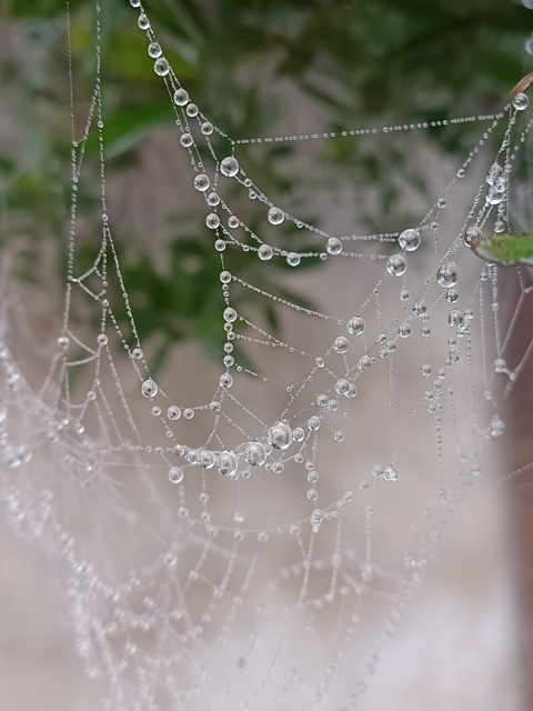 Beads of dewdrops on a spider web 