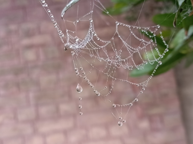 Spider web hanging down with dew in winter 