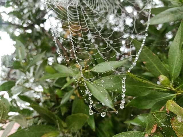 A tree with a spider web in the foggy morning 