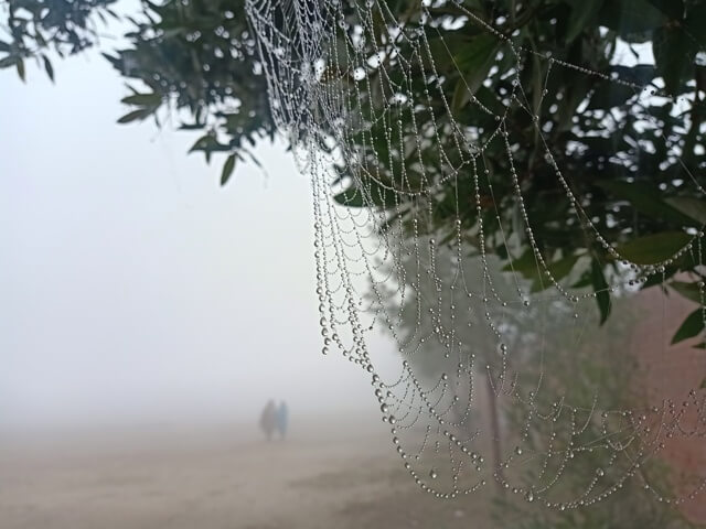 Aesthetic view of a foggy morning with spider web and dewdrops
