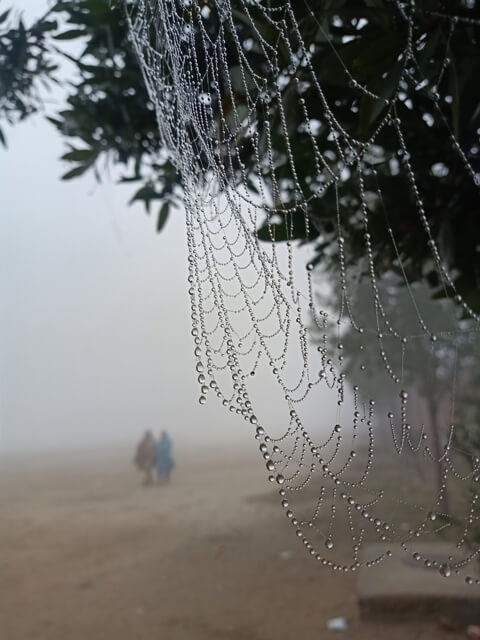 Morning walk and dewdrops on a spider web 