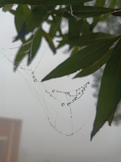 Dewdrops on a spider web and fog 