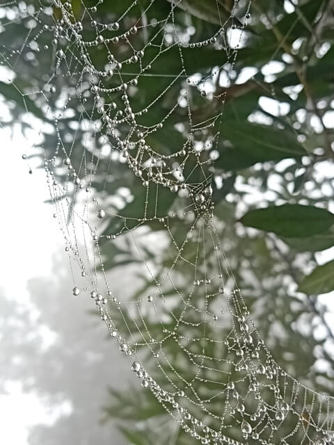 Mesmerizing view of a spider web with dew 