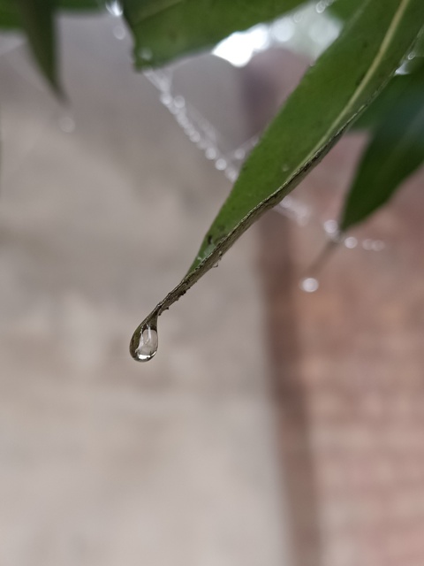 A tiny dewdrop on a leaf edge 