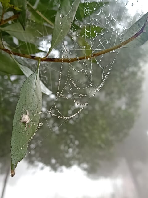 A spider web with beautiful fog