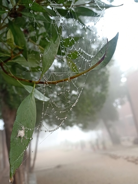 Garden with fog and spider web dewdrops 