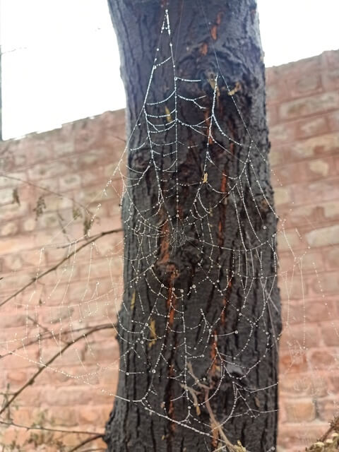 A spider web with a tree bark in the background 