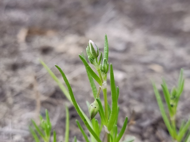 Bud of corn spurrey plant