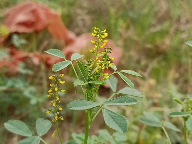 Alfalfa plant with flowers 