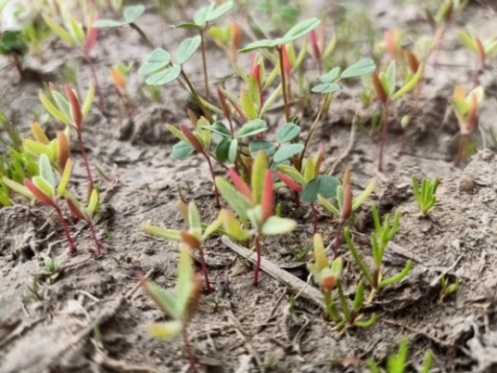 Herbaceous seepweed plants 