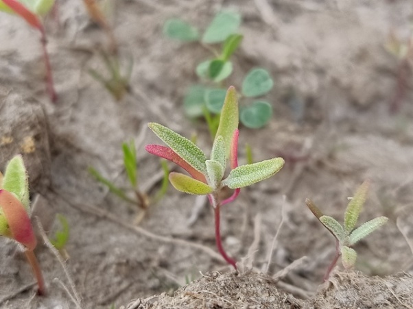 Herbaceous seepweed in the wild 