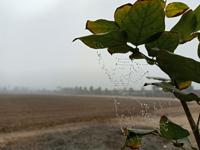 A winter morning with dewdrops and webs 